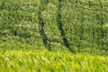 Spikes in the wind in a wheat field. Val d`Orcia landscape in spring. Hills of Tuscany. Cypresses, hills, yellow rapeseed fields Royalty Free Stock Photo