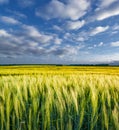 Spikes of winter wheat growing in spring Royalty Free Stock Photo