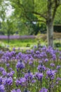 Blue Camassia Leichtlinii flowers photographed in springtime at RHS Wisley garden, Surrey UK. Royalty Free Stock Photo