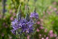 Blue Camassia Leichtlinii flowers photographed in springtime at RHS Wisley garden, Surrey UK. Royalty Free Stock Photo