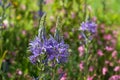 Blue Camassia Leichtlinii flowers photographed in springtime at RHS Wisley garden, Surrey UK. Royalty Free Stock Photo