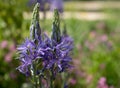 Blue Camassia Leichtlinii flowers photographed in springtime at RHS Wisley garden, Surrey UK. Royalty Free Stock Photo