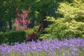 Blue Camassia Leichtlinii flowers photographed in springtime at RHS Wisley garden, Surrey UK. Royalty Free Stock Photo