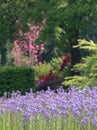 Blue Camassia Leichtlinii flowers photographed in springtime at RHS Wisley garden, Surrey UK. Royalty Free Stock Photo