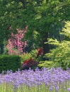 Blue Camassia Leichtlinii flowers photographed in springtime at RHS Wisley garden, Surrey UK. Royalty Free Stock Photo