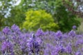 Blue Camassia Leichtlinii flowers photographed in springtime at RHS Wisley garden, Surrey UK. Royalty Free Stock Photo