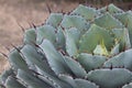 Spikey cactus