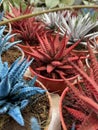 spikey cactus colored red blue white green
