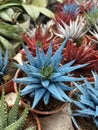 spikey cactus colored red blue white green