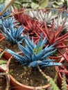 spikey cactus colored red blue white green