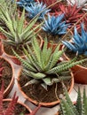 spikey cactus colored red blue white green