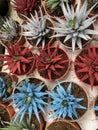 spikey cactus colored red blue white green