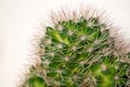 Spikey cactus macro shot