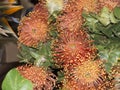 Spikey orange and yellow Flowers in Funchal Madeira Royalty Free Stock Photo