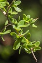 Spikey Plant Royalty Free Stock Photo