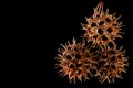 Spikey seedpod Plane tree black background