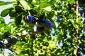 spiking blue plums among green branches Royalty Free Stock Photo