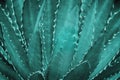 Spiky Agave Plant in Blue Tone Color Natural Pattern Background