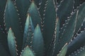 Spiky Agave Plant In Dark Blue Green Tone Color Natural Abstract Pattern Background