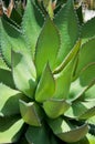 Spiky Agave plant, Falmouth, Cornwall, UK