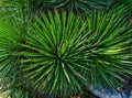 Spiky agave stricta agavaceae native to Mexico Royalty Free Stock Photo