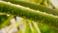 Spiky Agave variegated plant Agave tequilana with water on leaves after rainfall. Sprinkle drizzle mist shower of raindrops on Royalty Free Stock Photo