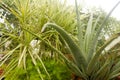 Spiky Agave variegated plant Agave tequilana with water on leaves after rainfall. Sprinkle drizzle mist shower of raindrops on Royalty Free Stock Photo