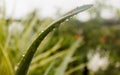 Spiky Agave variegated plant Agave tequilana with water on leaves after rainfall. Sprinkle drizzle mist shower of raindrops on Royalty Free Stock Photo