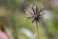 Spiky beggar`s tick seeds head