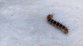 A Spiky Black Red Caterpillar crawling on texture cement floor Royalty Free Stock Photo