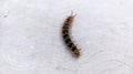 A Spiky Black Red Caterpillar crawling on texture cement floor Royalty Free Stock Photo