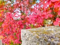 Spiky bush with orange and red multi-colored leaves