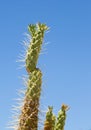 Spiky cactus against a blue sky