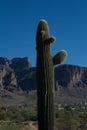 Spiky cactus on desert