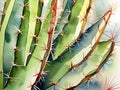 Spiky Cactus Needles in Watercolor Royalty Free Stock Photo