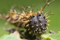 Spiky caterpillar face Royalty Free Stock Photo