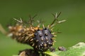 Spiky caterpillar face Royalty Free Stock Photo