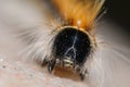 Spiky Caterpillar Portrait