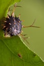 Spiky catterpillar Royalty Free Stock Photo