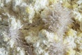 Spiky celestine crystals on native sulphur from MachÃÂ³w mine, Poland, Europe