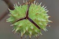 Spiky chestnut in green skin close up. Fruit tricuspid spiny capsule.