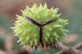 Spiky chestnut in green skin close up. Fruit tricuspid spiny capsule.