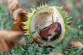 Spiky chestnut in green skin close up. Fruit tricuspid spiny capsule.