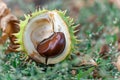 Spiky chestnut in green skin close up. Fruit tricuspid spiny capsule.