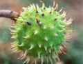 Spiky chestnut in green skin close up. Fruit tricuspid spiny capsule.