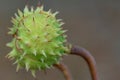 Spiky chestnut in green skin close up. Fruit tricuspid spiny capsule.