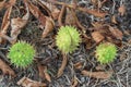 Spiky chestnut in green skin close up. Fruit tricuspid spiny capsule.