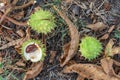 Spiky chestnut in green skin close up. Fruit tricuspid spiny capsule.