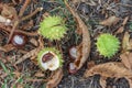 Spiky chestnut in green skin close up. Fruit tricuspid spiny capsule.