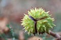 Spiky chestnut in green skin close up. Fruit tricuspid spiny capsule.